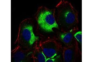 Immunofluorescence analysis of Hela cells using IL3RA mouse mAb (green). (IL3RA antibody  (AA 200-305))