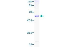 PSMA4 Protein (AA 1-261) (GST tag)