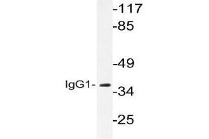 Western blot (WB) analysis of IgG1 Antibody in extracts from LOVO cells. (Rabbit anti-Human IgG1 Antibody)