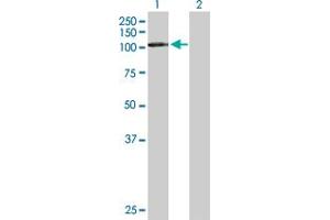 Western Blot analysis of DDX20 expression in transfected 293T cell line by DDX20 MaxPab polyclonal antibody. (DDX20 antibody  (AA 1-824))