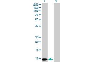 Western Blot analysis of MTCP1 expression in transfected 293T cell line by MTCP1 MaxPab polyclonal antibody. (MTCP1 antibody  (AA 1-68))