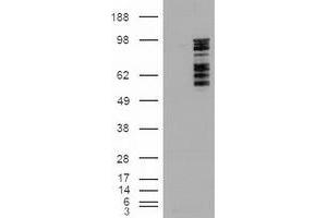 HEK293T cells were transfected with the pCMV6-ENTRY control (Left lane) or pCMV6-ENTRY MAPK6 (RC201597) (Right lane) cDNA for 48 hrs and lysed. (MAPK6 antibody  (AA 345-721))