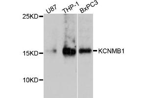 Western blot analysis of extracts of various cell lines, using KCNMB1 antibody (ABIN4904137) at 1:1000 dilution. (KCNMB1 antibody)