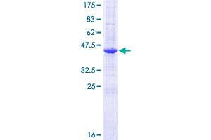 REEP5 Protein (AA 1-185) (GST tag)