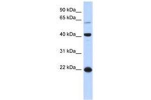 Image no. 1 for anti-Basic Leucine Zipper Nuclear Factor 1 (BLZF1) (AA 71-120) antibody (ABIN6740361) (BLZF1 antibody  (AA 71-120))