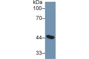 Western Blot; Sample: Mouse Placenta lysate; Primary Ab: 1µg/ml Rabbit Anti-Human ADA Antibody Second Ab: 0. (ADA antibody  (AA 11-280))