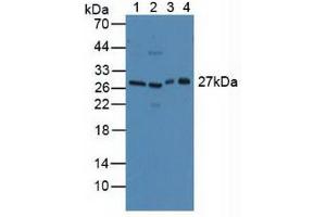 Figure. (CLEC10A antibody  (AA 69-273))