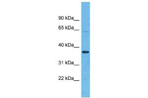 OR5H15 antibody  (C-Term)