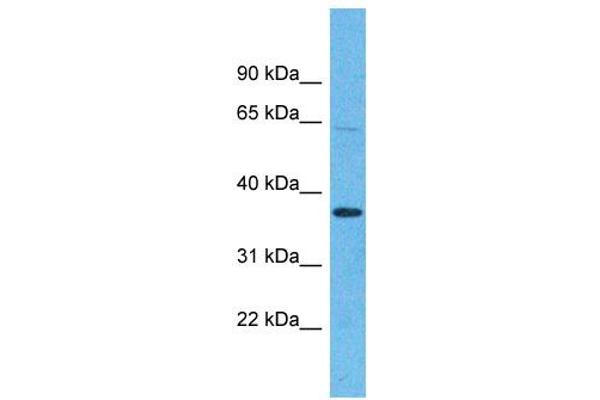 OR5H15 antibody  (C-Term)