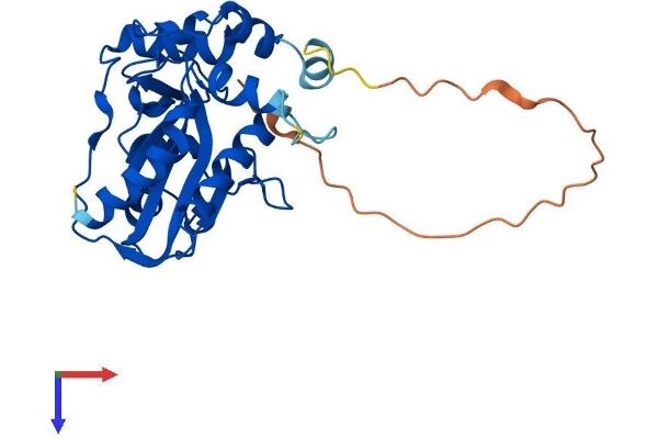 MMACHC Protein (AA 1-282) (His tag)