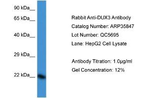 WB Suggested Anti-DUX3 Antibody   Titration: 1. (DUX3 antibody  (N-Term))