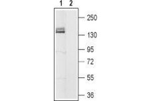 Western blot analysis of rat brain membranes: - 1. (HCN4 antibody  (Intracellular, N-Term))