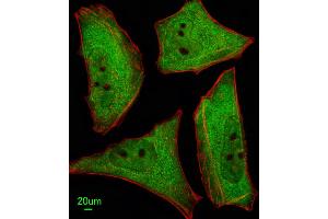 Immunofluorescent analysis of Hela cells, using Ubiquilin1 Antibody . (Ubiquilin 1 antibody  (AA 296-326))