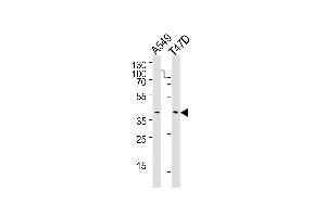 Western blot analysis of lysates from A549, T47D cell line (from left to right), using ERCC1 Antibody (C-term) (ABIN1882194 and ABIN2843349). (ERCC1 antibody  (C-Term))