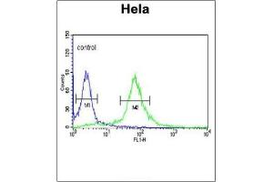 PIK4CB Antibody (Center) flow cytometric analysis of Hela cells (right histogram) compared to a negative control cell (left histogram).