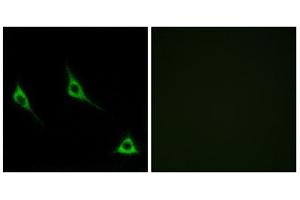 Immunofluorescence analysis of LOVO cells, using OR51A7 antibody. (OR51A7 antibody  (C-Term))