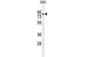 CLPX Antibody (C-term) western blot analysis in 293 cell line lysates (35µg/lane). (CLPX antibody  (C-Term))