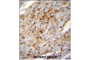 ALDH1L2 Antibody (C-term) (ABIN655235 and ABIN2844839) immunohistochemistry analysis in formalin fixed and paraffin embedded mouse heart tissue followed by peroxidase conjugation of the secondary antibody and DAB staining. (ALDH1L2 antibody  (C-Term))