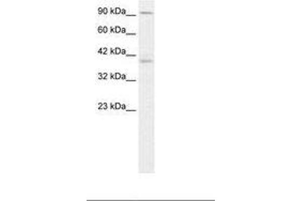 KIFC2 antibody  (AA 150-199)