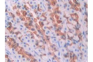 DAB staining on IHC-P; Samples: Rat Stomach Tissue (Kallikrein 1 antibody  (AA 21-261))