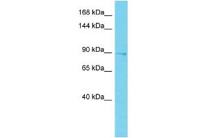 Host: Rabbit Target Name: EPS15L1 Sample Type: Placenta lysates Antibody Dilution: 1. (EPS15L1 antibody  (C-Term))