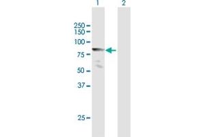 Western Blot analysis of MLLT1 expression in transfected 293T cell line by MLLT1 MaxPab polyclonal antibody.