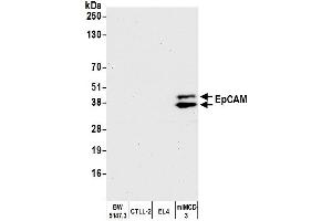 Western Blotting (WB) image for anti-Epithelial Cell Adhesion Molecule (EPCAM) (AA 264-314) antibody (ABIN7454025) (Recombinant EpCAM antibody  (AA 264-314))