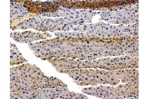 ABIN7096123 and ABIN7100185 at 1/100 staining mouse liver tissue by IHC-P.