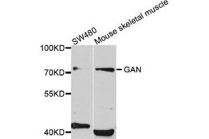 Western blot analysis of extract of SW480 and mouse skeletal muscle cells, using GAN antibody. (GAN antibody)