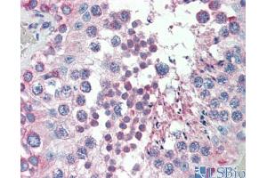 Human Testis (MED4 antibody  (Middle Region))