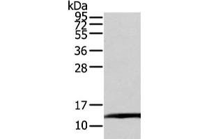 Gel: 12 % SDS-PAGE, Lysate: 80 μg, Lane: PC3 cell, Primary antibody: ABIN7128027(TCEB1 Antibody) at dilution 1/200 dilution, Secondary antibody: Goat anti rabbit IgG at 1/8000 dilution, Exposure time: 20 seconds (TCEB1 antibody)