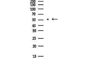 anti-Proteasome (Prosome, Macropain) 26S Subunit, Non-ATPase, 4 (Psmd4) (Internal Region) antibody