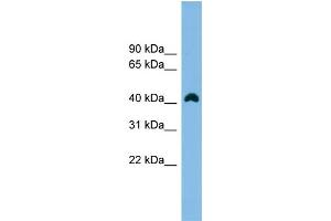 WB Suggested Anti-ANKRD42 Antibody Titration:  0. (ANKRD42 antibody  (N-Term))