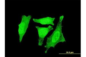 Immunofluorescence (IF) image for anti-Regulator of G-Protein Signaling 3 (RGS3) (AA 1-192) antibody (ABIN562645)