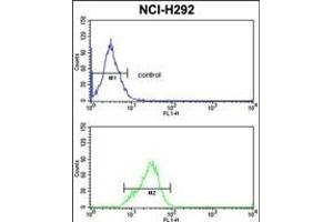 SFRS5 Antibody (Center Y85) (ABIN390554 and ABIN2840889) flow cytometric analysis of NCI- cells (bottom histogram) compared to a negative control cell (top histogram). (SRSF5 antibody  (AA 70-97))