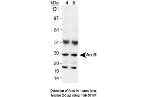 Image no. 1 for anti-Aryl Hydrocarbon Receptor Interacting Protein (AIP) antibody (ABIN363261) (AIP antibody)