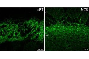 Indirect immunostaining of PFA fixed mouse brain sections (dilution 1 : 500). (GABRA3 antibody  (AA 29-43))