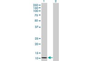 Western Blot analysis of SAA2 expression in transfected 293T cell line by SAA2 MaxPab polyclonal antibody.