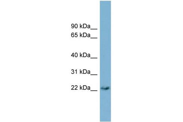 PERP antibody  (Middle Region)
