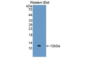 Western Blot; Sample: Recombinant protein. (FGA antibody  (AA 554-655))