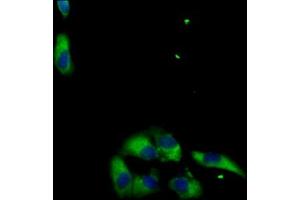Immunofluorescent analysis of HepG2 cells using ABIN7159021 at dilution of 1:100 and Alexa Fluor 488-congugated AffiniPure Goat Anti-Rabbit IgG(H+L) (MAS1L antibody  (AA 318-378))