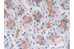 DAB staining on IHC-P; Samples: Human Stomach Tissue (SFRP5 antibody  (AA 48-165))