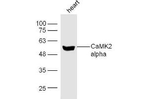 Mouse heart lysates probed with Rabbit Anti-CaMK2 Polyclonal Antibody, Unconjugated  at 1:500 for 90 min at 37˚C