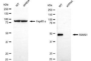Western blotting analysis using RBMS1 antibody (ABIN7800257).