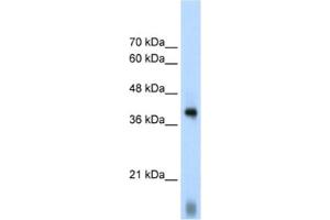 Western Blotting (WB) image for anti-Eukaryotic Translation Initiation Factor 2 Subunit 1 (EIF2S1) antibody (ABIN2462161) (EIF2S1 antibody)