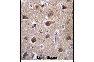 MR Antibody (Center) (ABIN657111 and ABIN2846258) immunohistochemistry analysis in formalin fixed and paraffin embedded human brain tissue followed by peroxidase conjugation of the secondary antibody and DAB staining. (MRAP2 antibody  (AA 58-86))