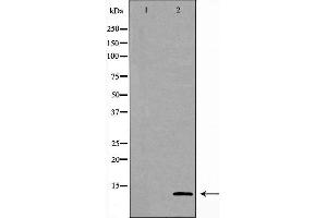 Western blot analysis of Hela cell lysate, using GHRH Antibody.