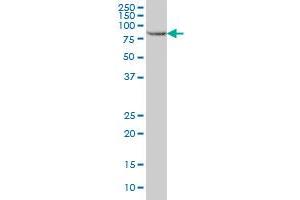 STAT5B monoclonal antibody (M02), clone 5D6 Western Blot analysis of STAT5B expression in HeLa . (STAT5B antibody  (AA 678-787))