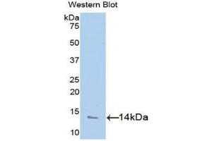 Western Blotting (WB) image for anti-Platelet Factor 4 (PF4) (AA 31-101) antibody (ABIN1077679)