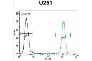 CB018 Antibody (C-term) flow cytometric analysis of U251 cells (right histogram) compared to a negative control cell (left histogram). (SLC35F6 antibody  (C-Term))